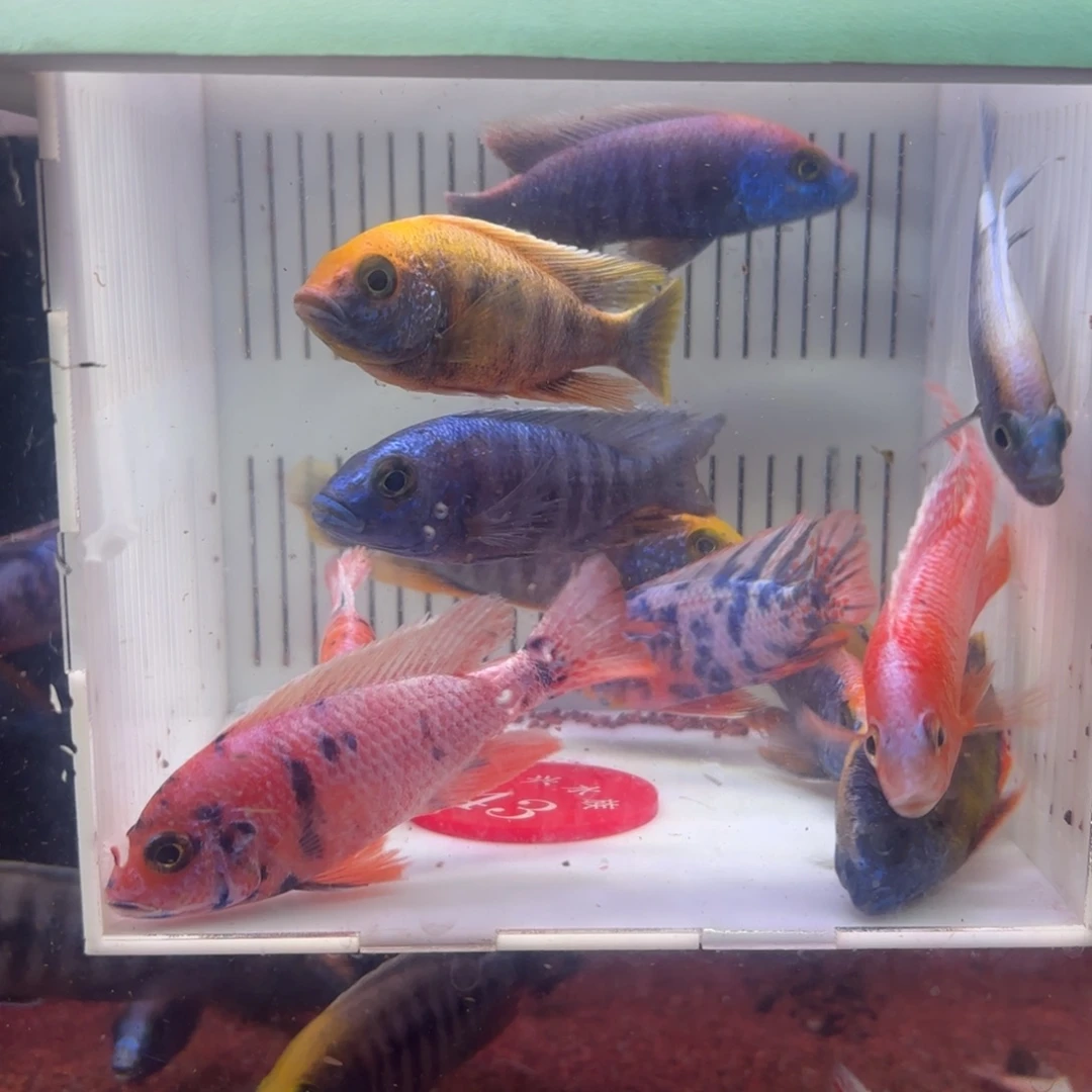 ****y慈鲷鱼直播43号12条其中备损2条