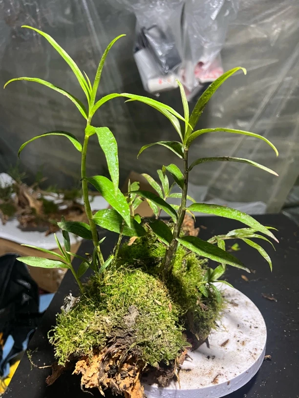 紫皮石斛兰花四季开花可净化空气室内阳台好养花卉盆栽