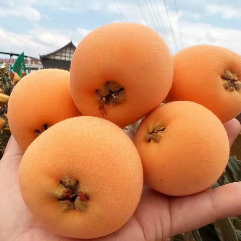 四川高山大五星枇杷新鲜现摘酸甜可口美味多汁