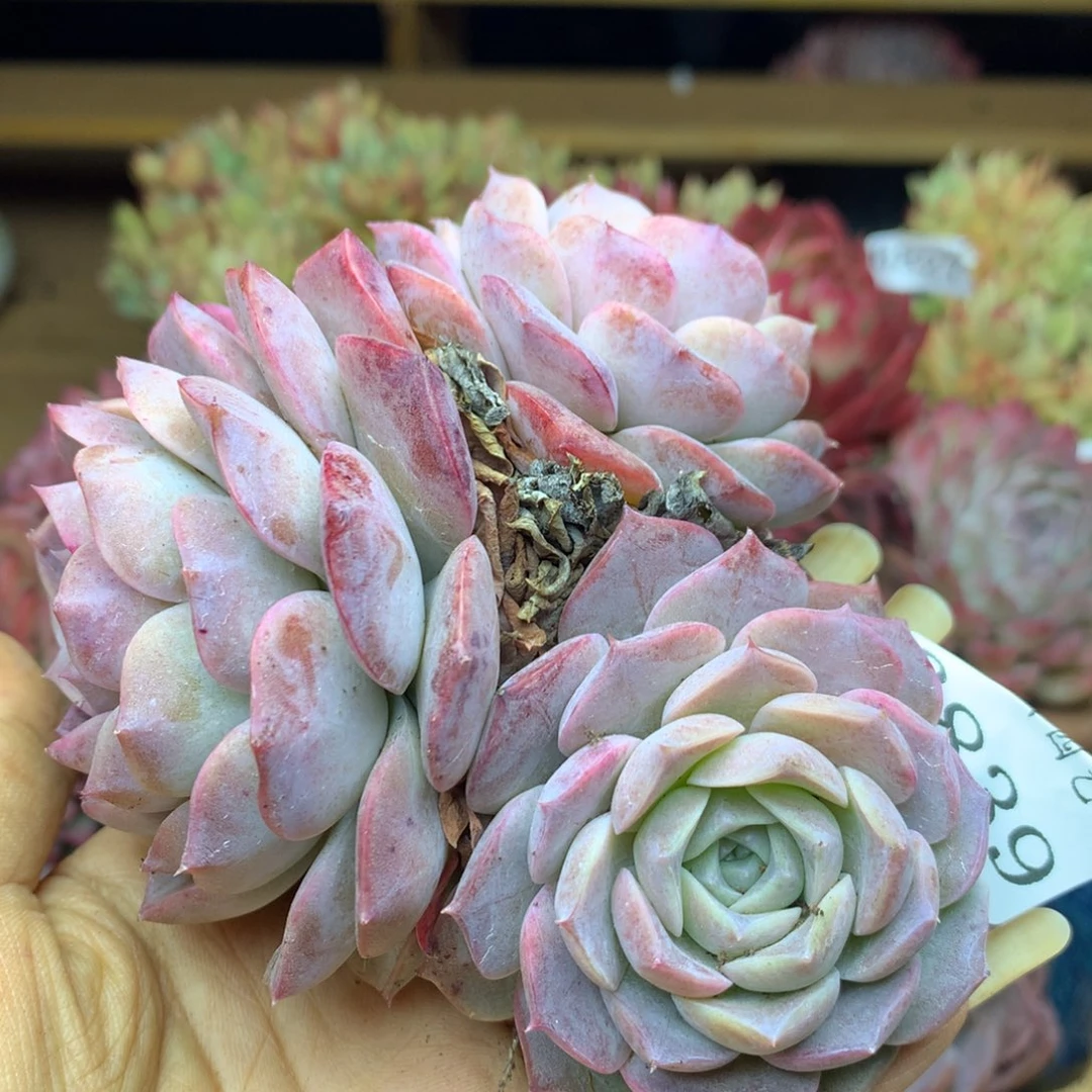 6839新年快乐发发发