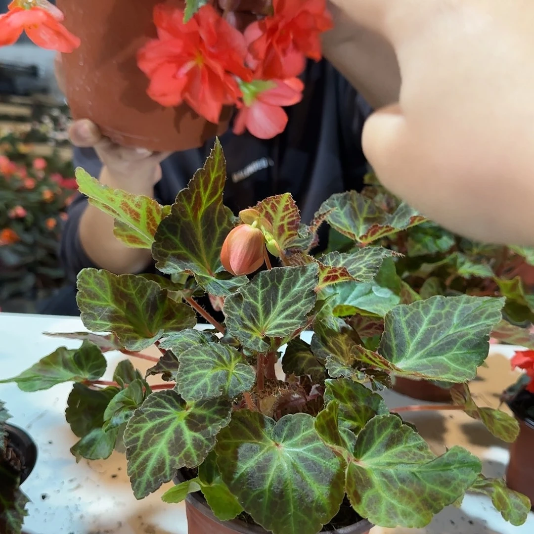 一代玛丽宝多分支