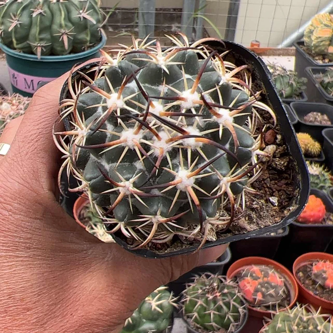 【闪购商品】实生仙人球