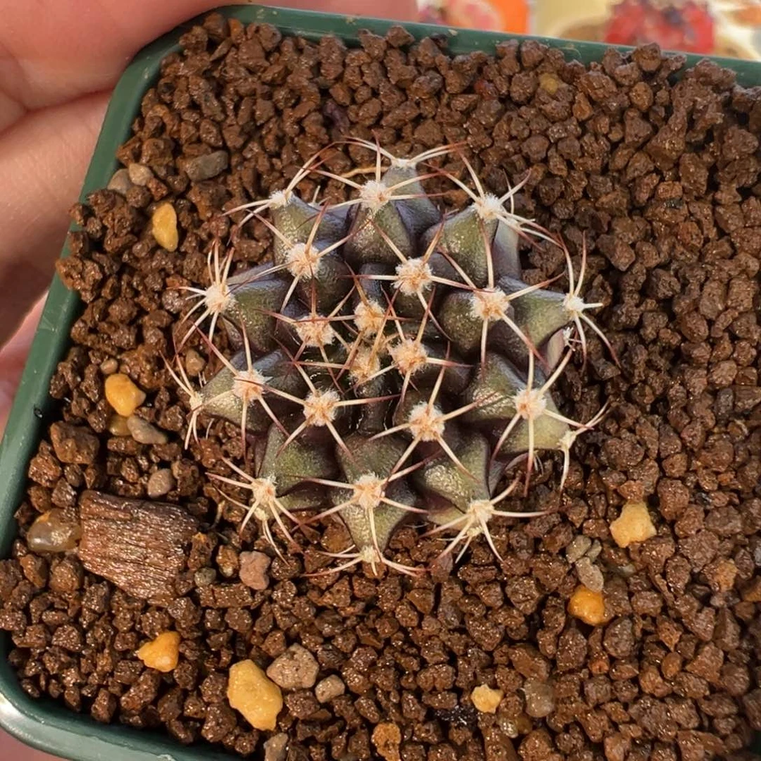 43 好看的米哈冲冲冲