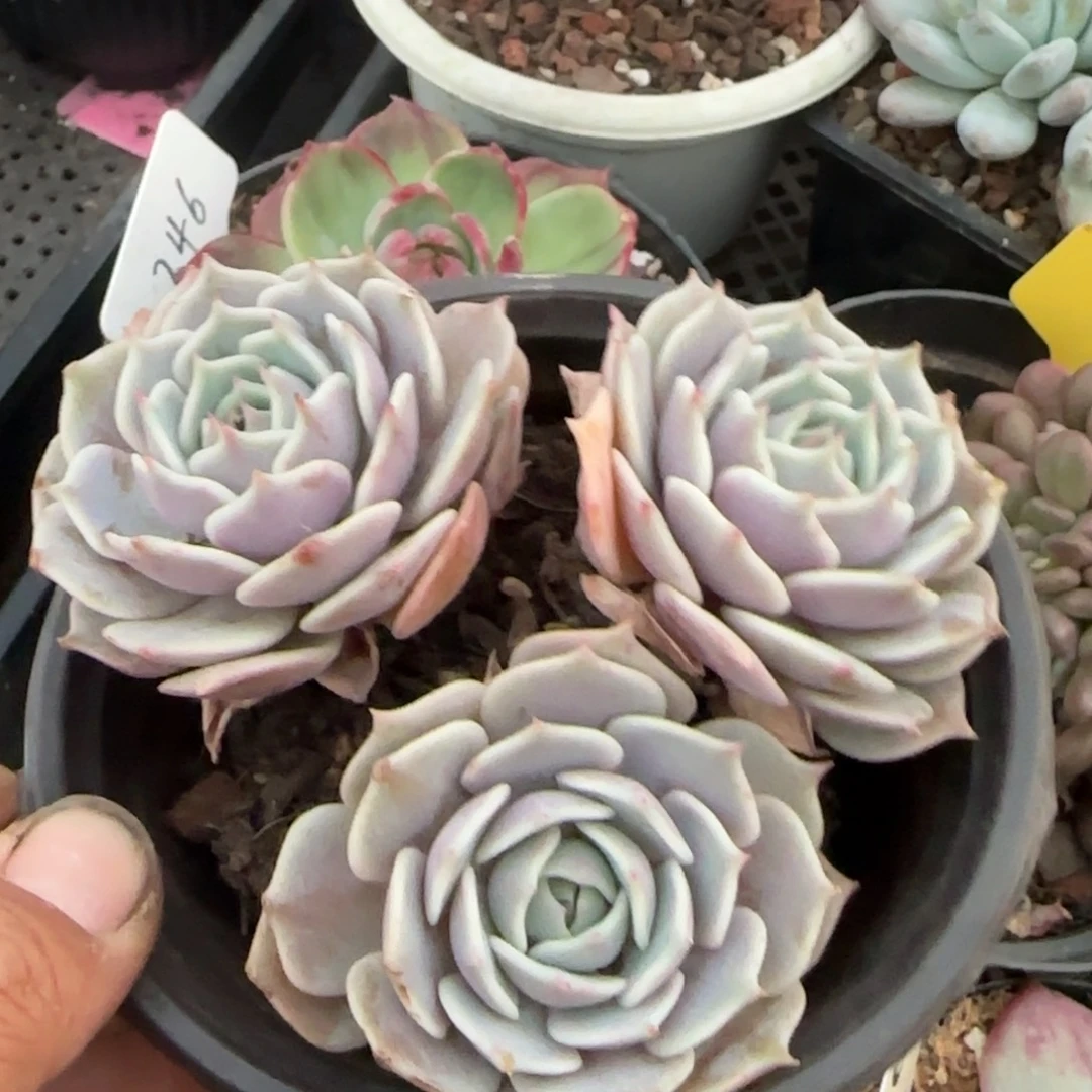 露娜脸惊鸿一物一拍包装收缩