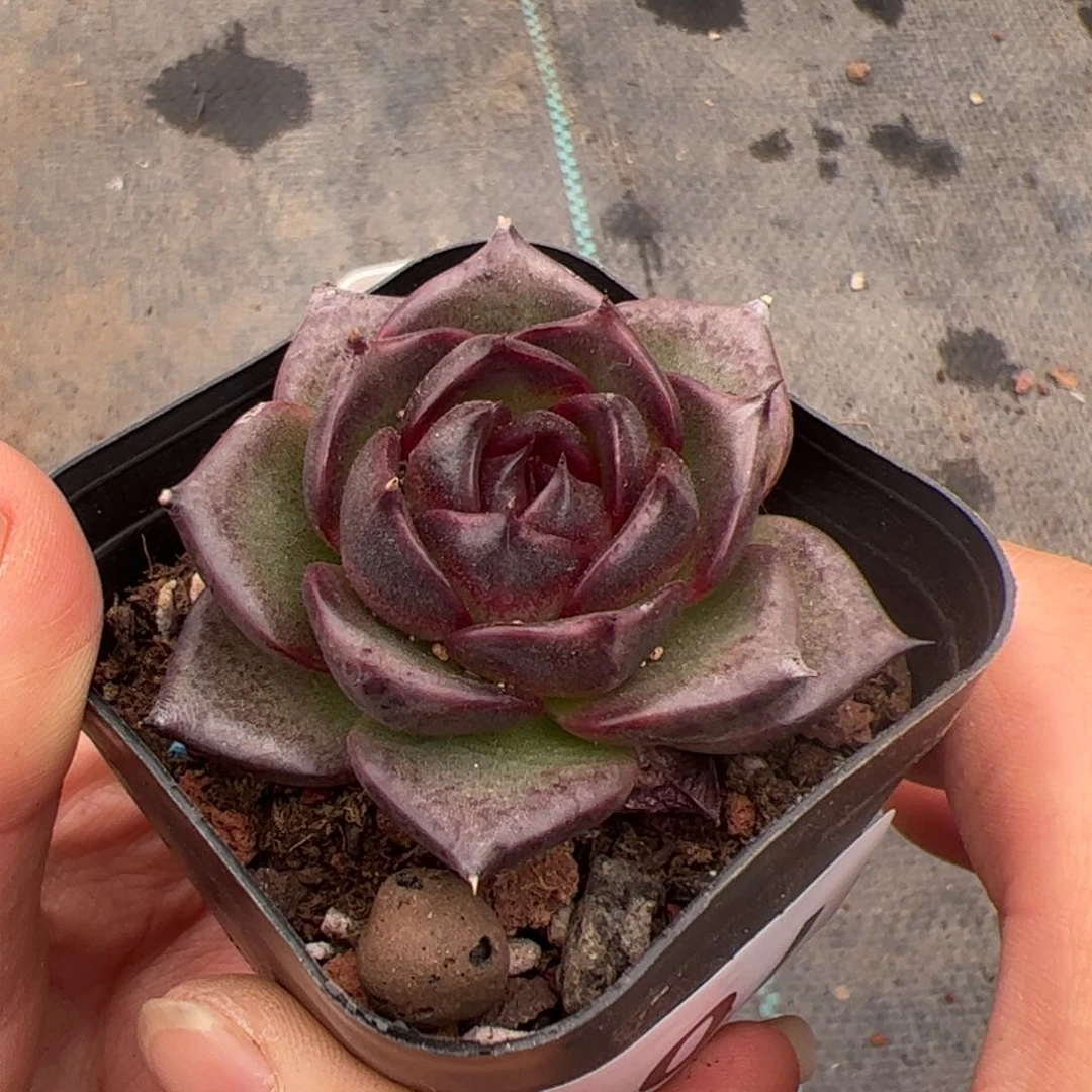 向***a701 多肉植物组合盆栽