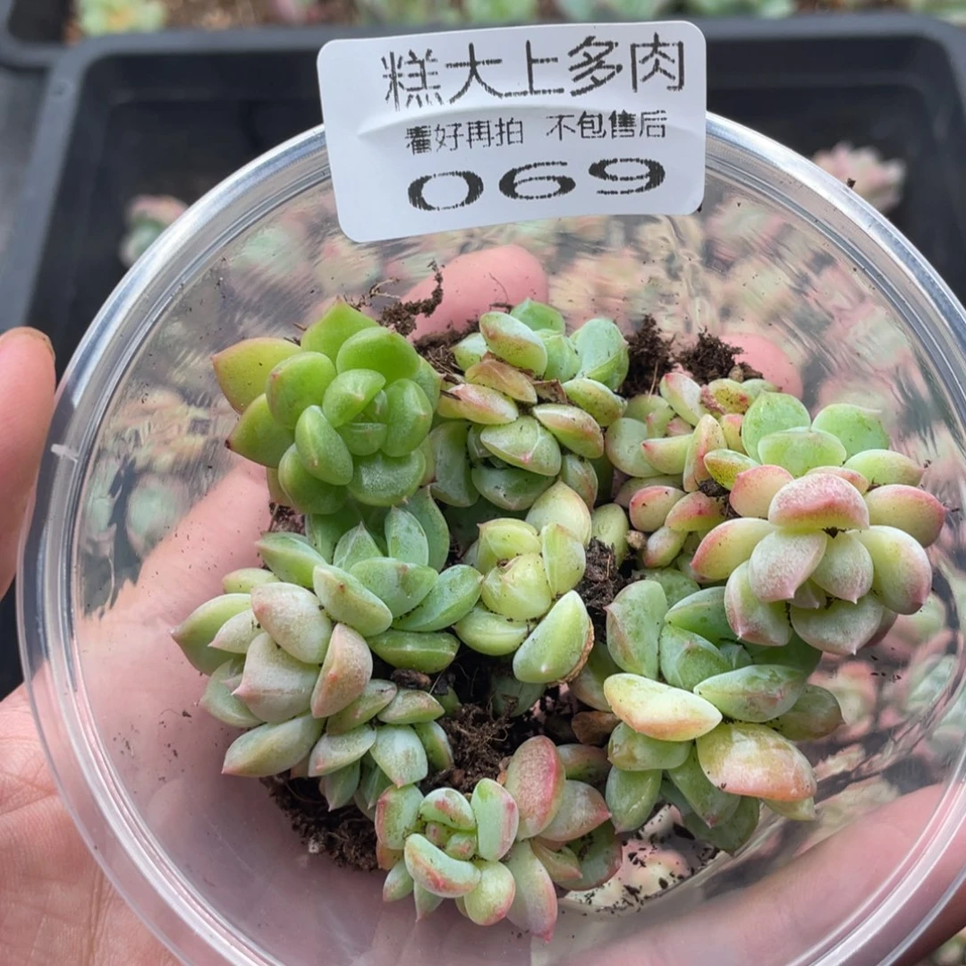 糕大上多肉植物69