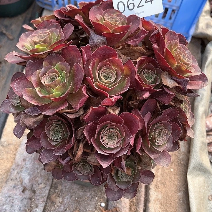 0624魅金玫瑰多肉植物