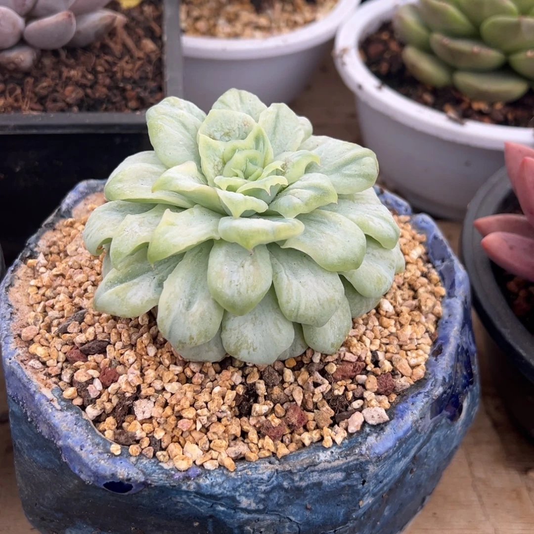 泡泡纱裙 阿松多肉