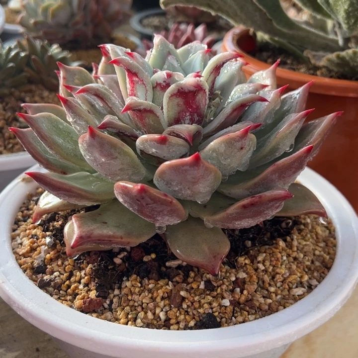 祖母绿 阿松多肉园