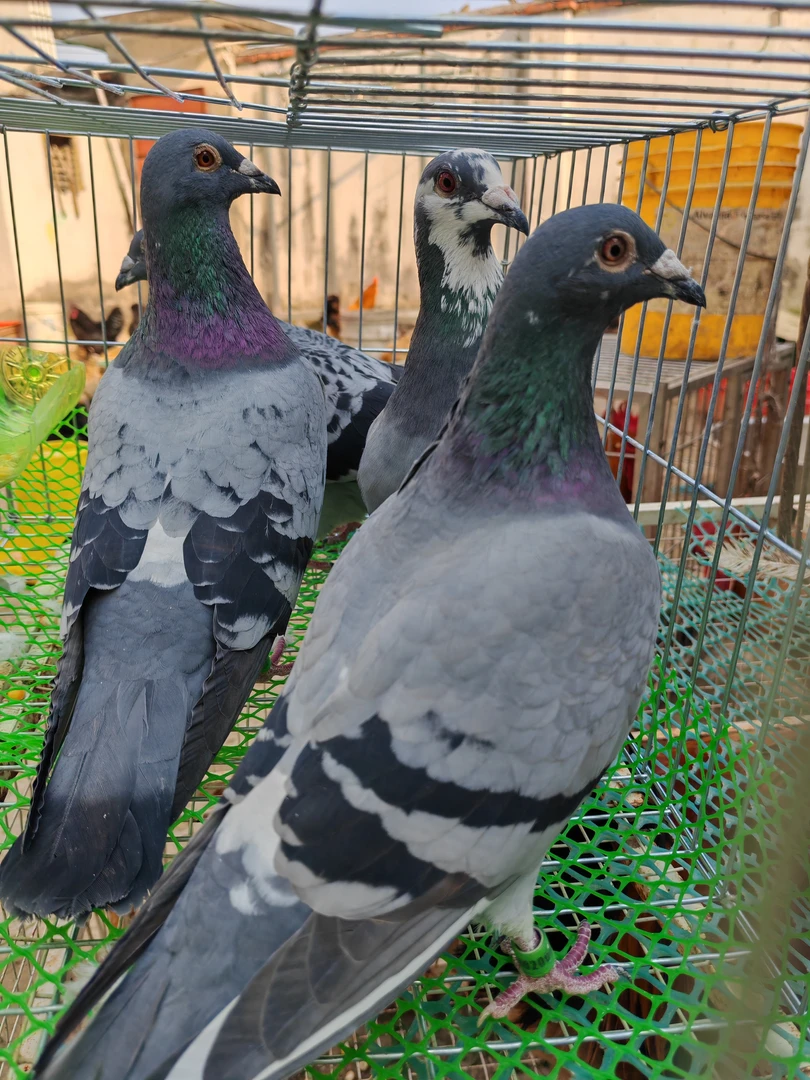 农家散养鸽子 改价链接 冷链发货 顺丰包邮