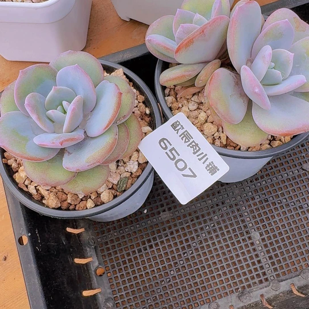 e****g多肉植物奶茶两颗6507