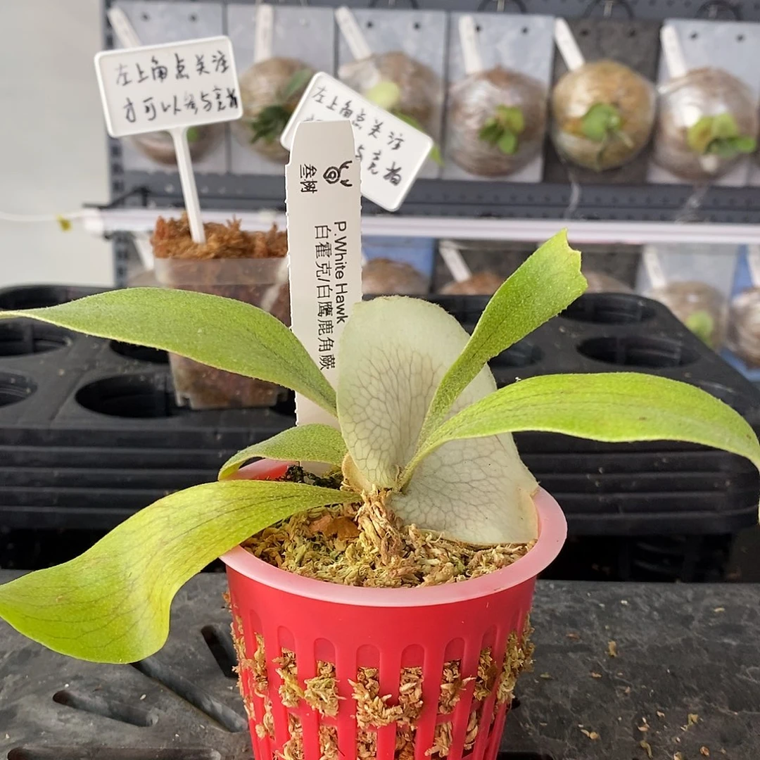 无花朵鹿角蕨白霍克