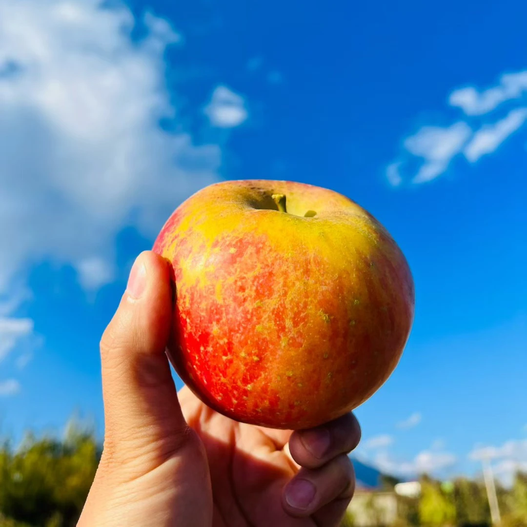 中通快递【大凉山丑苹果5斤】离城市最远离太阳最近甜爆表四川省