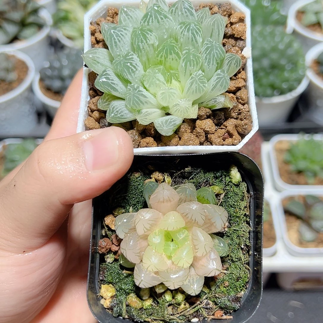 琥珀➕白班原盆原土