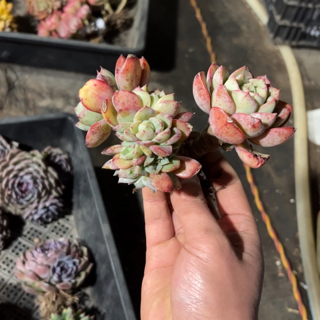 希****嘻杂交28 零零多肉植物