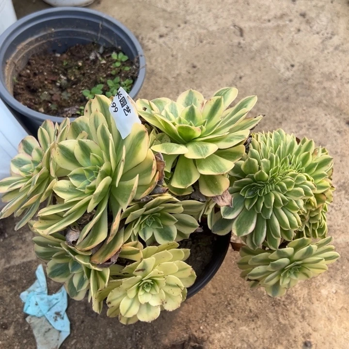 雨荷缀多肉植物399