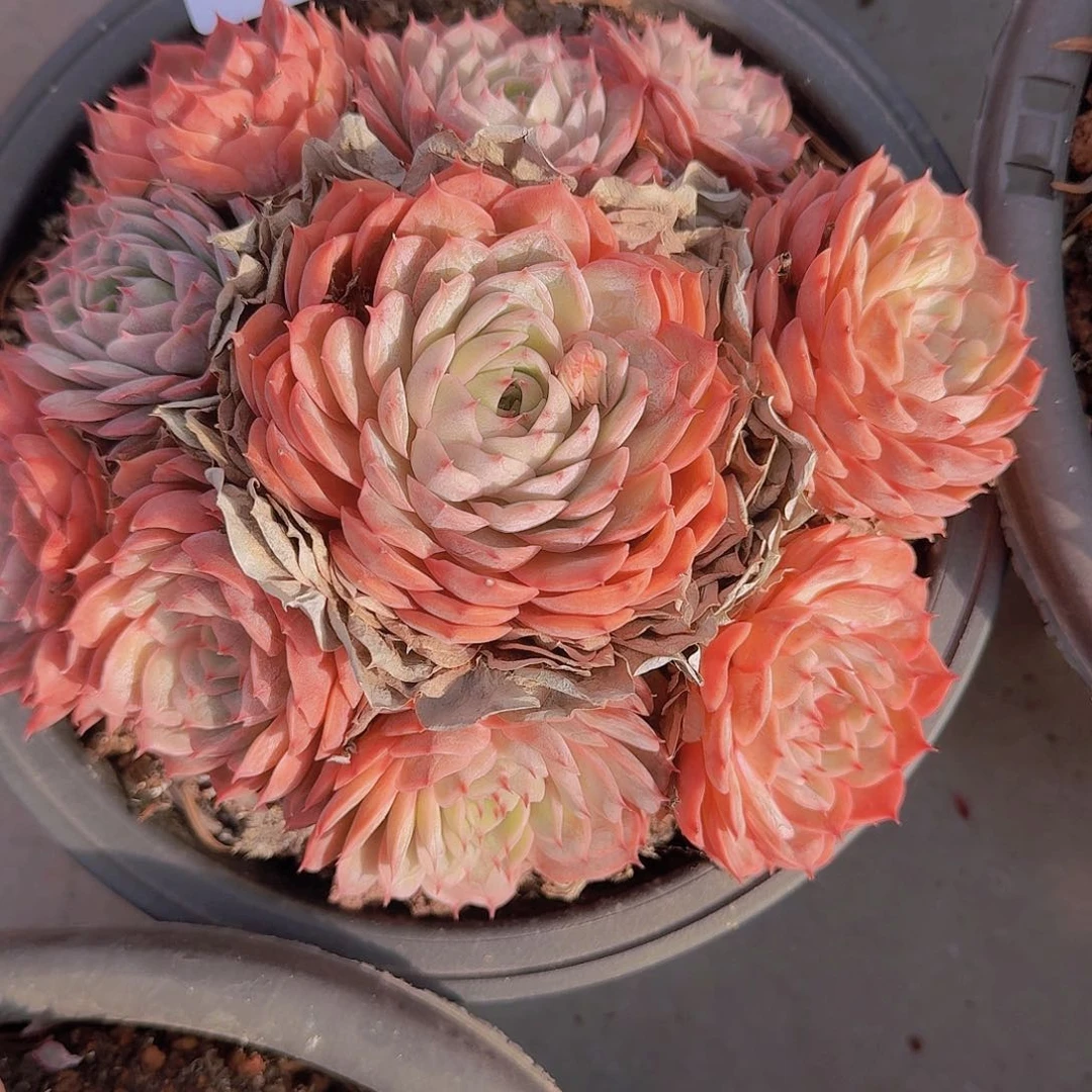 三*牛06113昂斯诺多肉