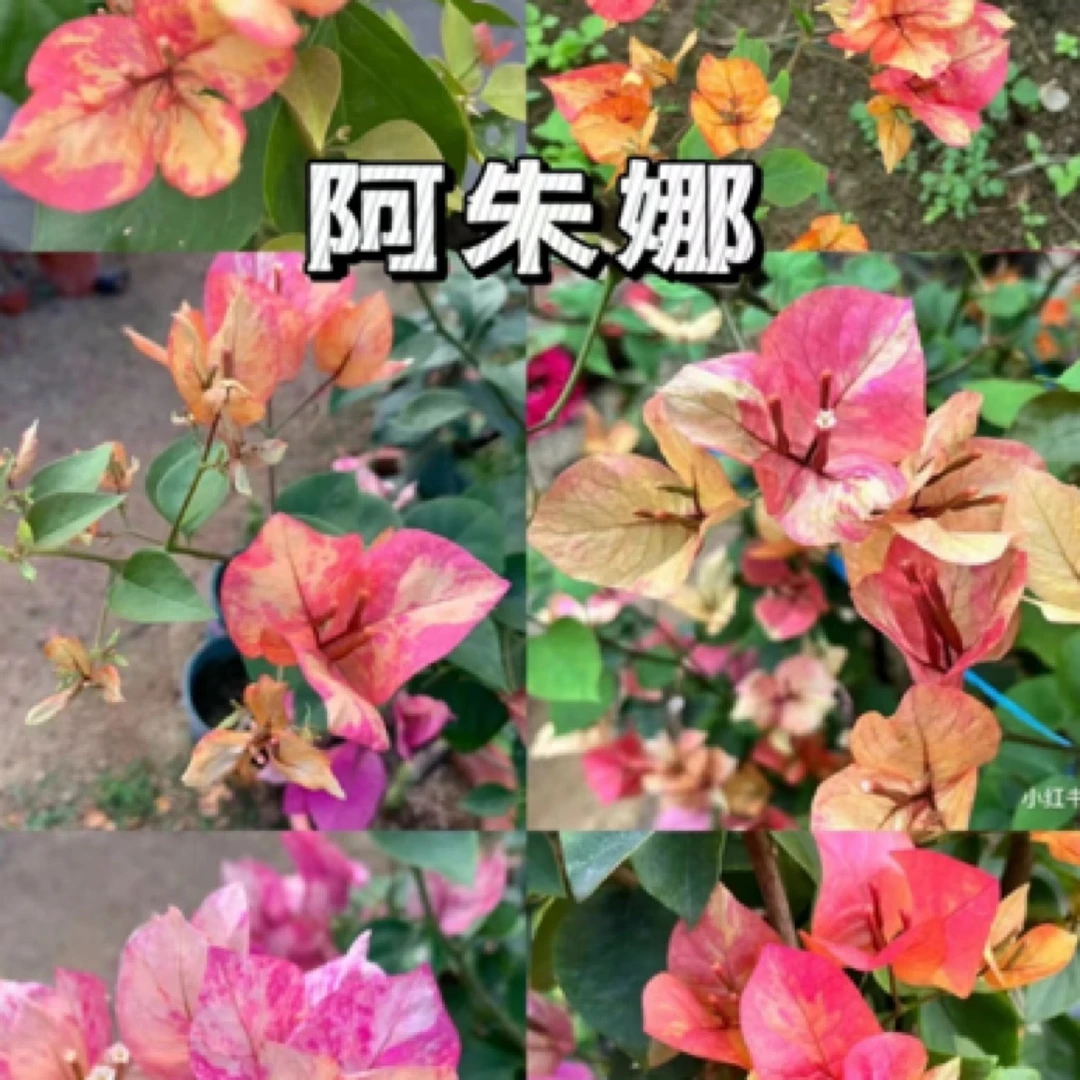 森朴【阿朱娜】原生扦插袋苗(包对版不包售后)