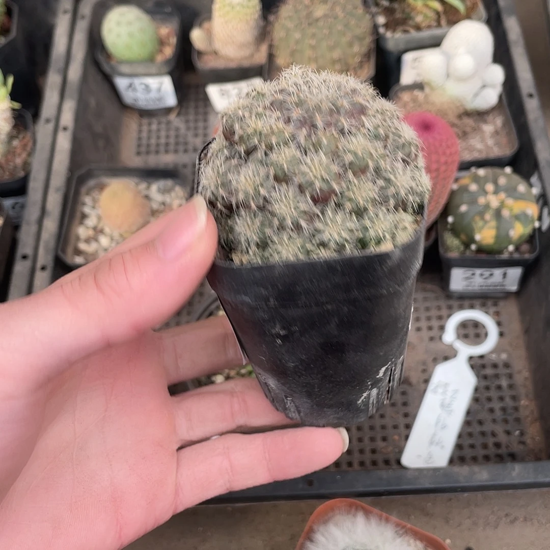 825实生罗伯特（满18包邮）