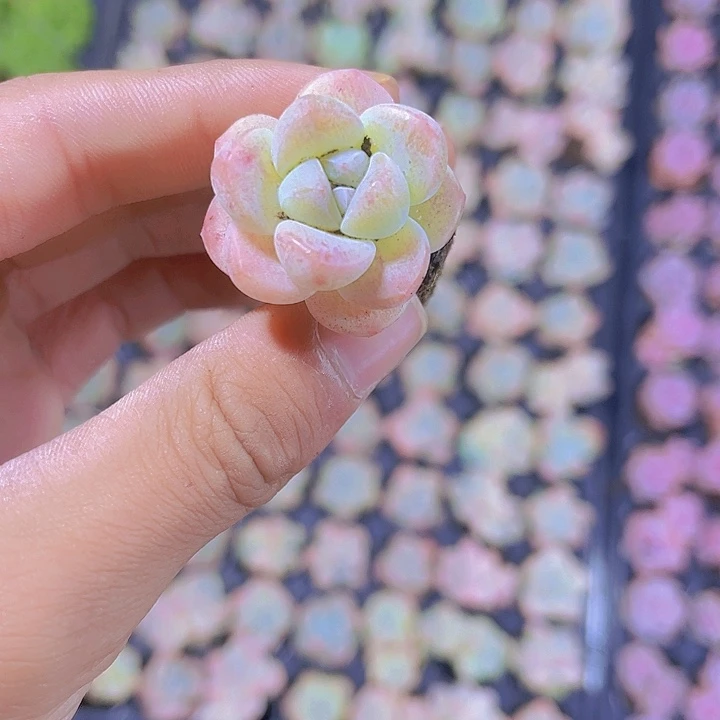 精品冰玉多肉植物