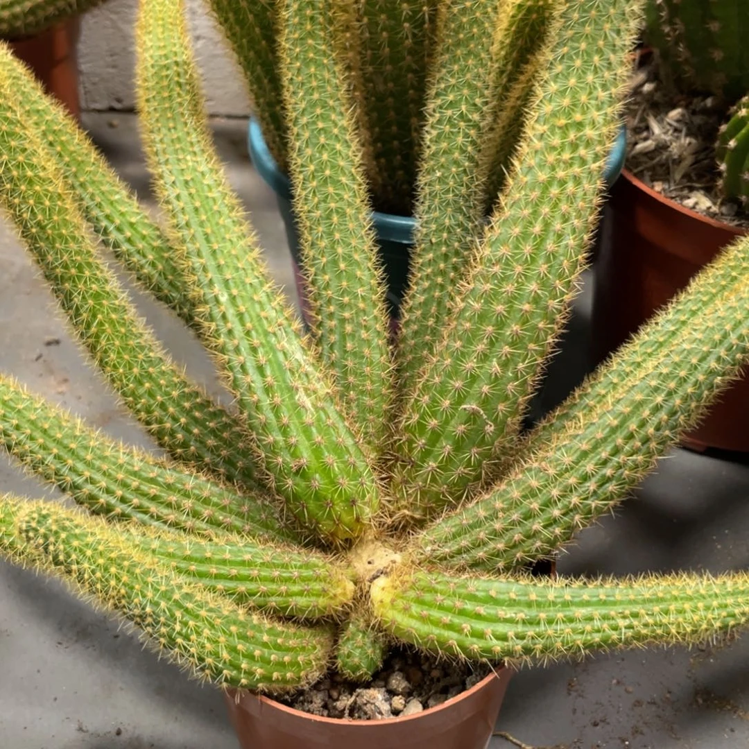 红蜻蜓群生金妞一杯