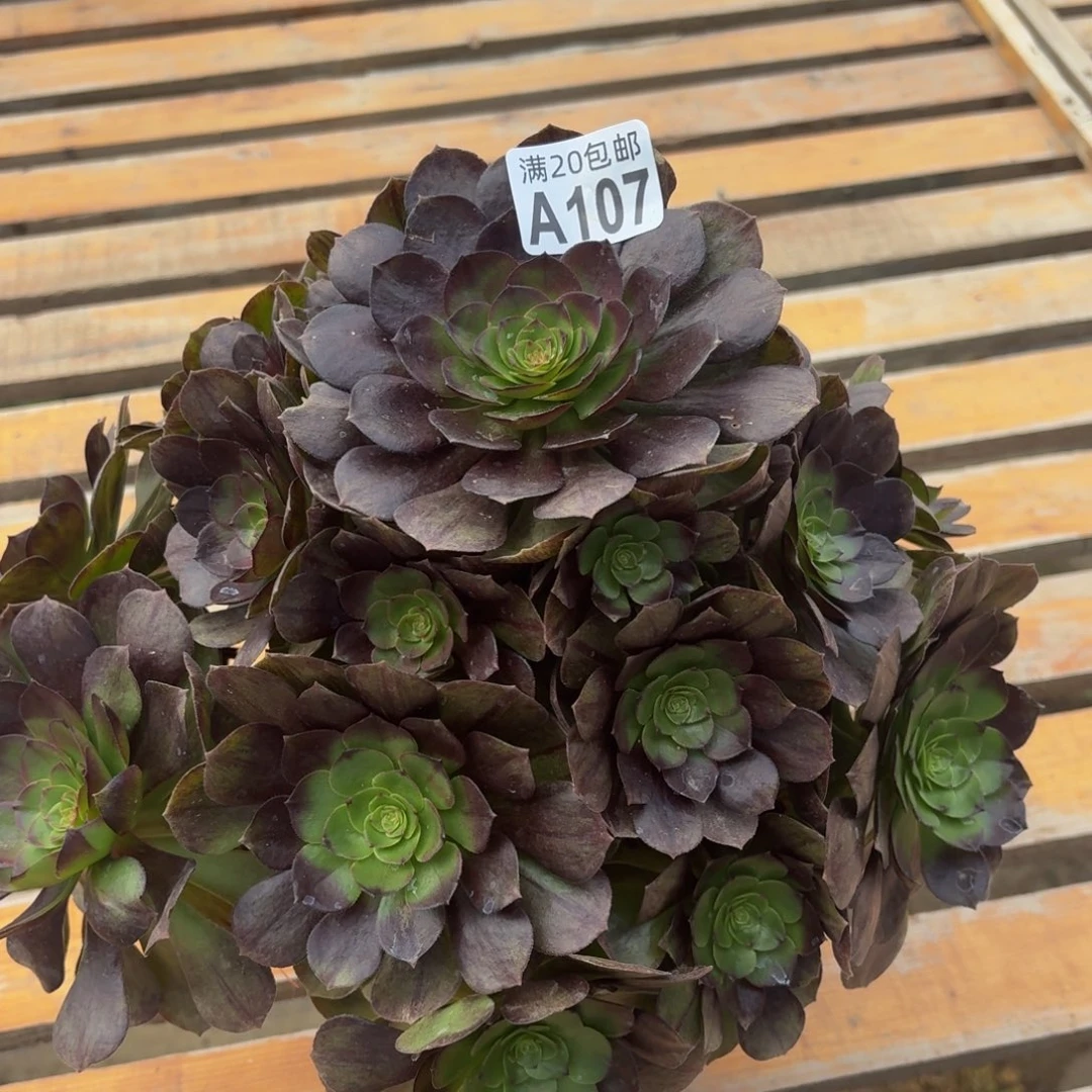 107多肉植物捧花多肉