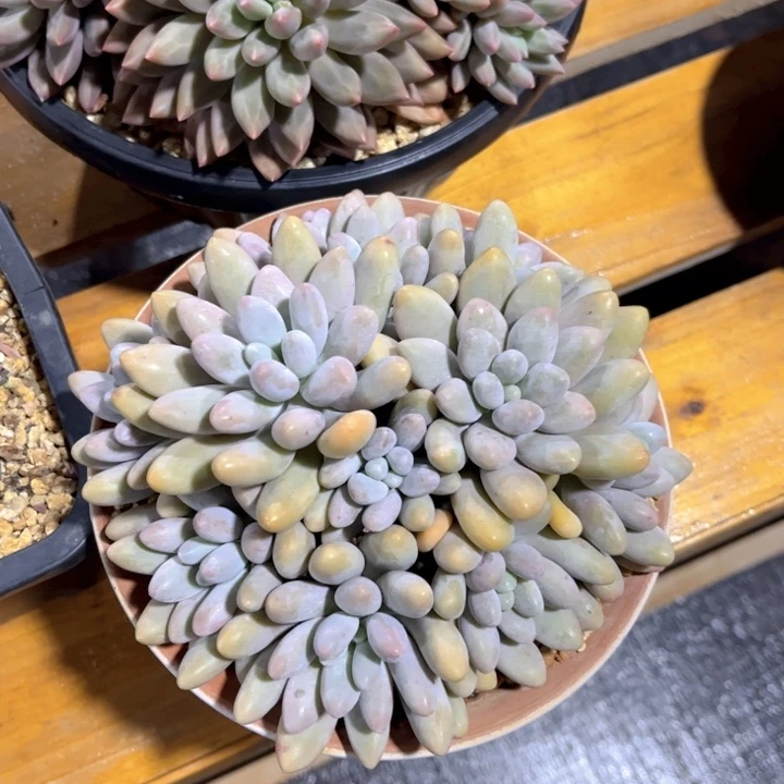 美慕花坊，一物一拍