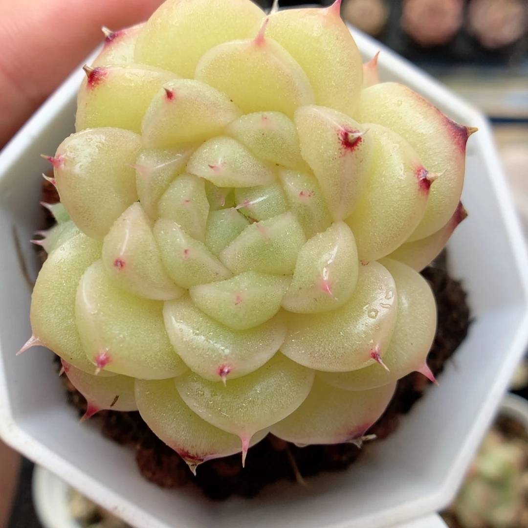 G51 ，柿子多肉20包邮两天凑单