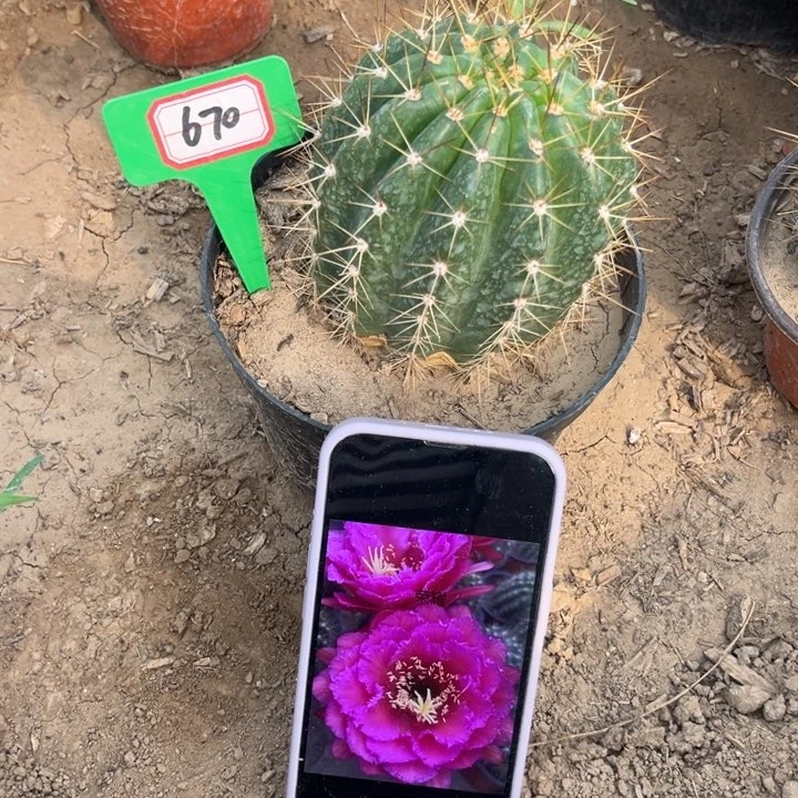 670。毛花柱荣耀。。。。
