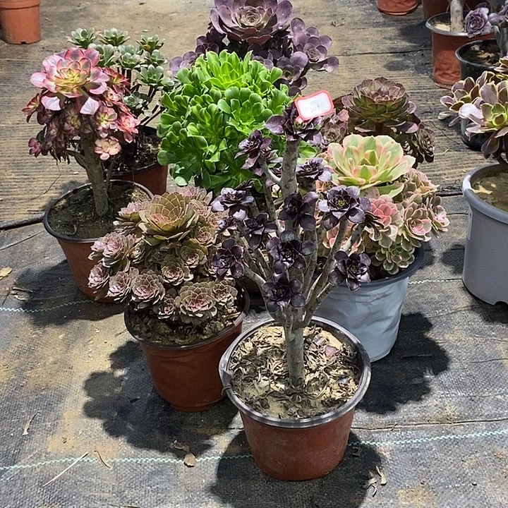 203，8棵134567890000