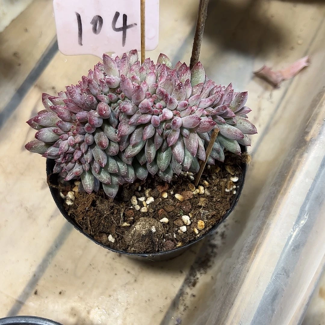 虞美人缀多肉植物