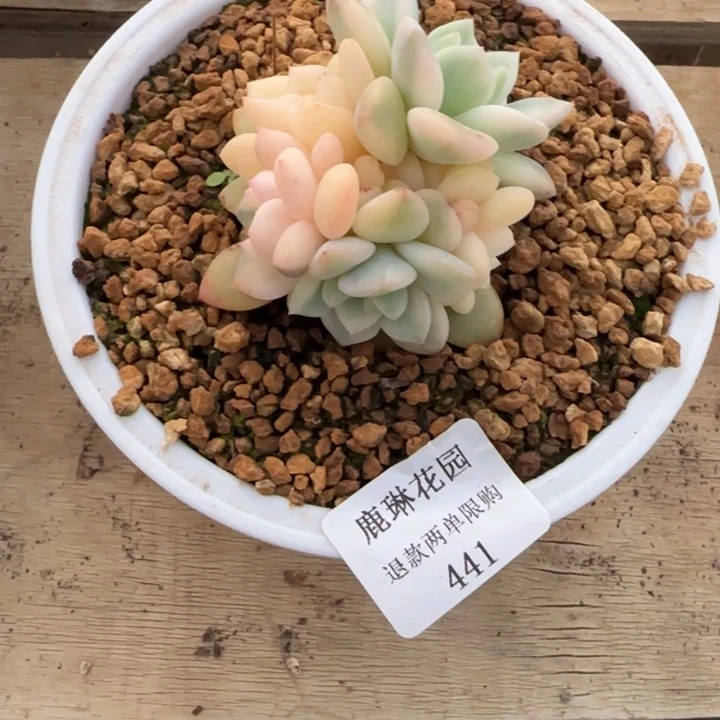 小*华闪购精品多肉441号