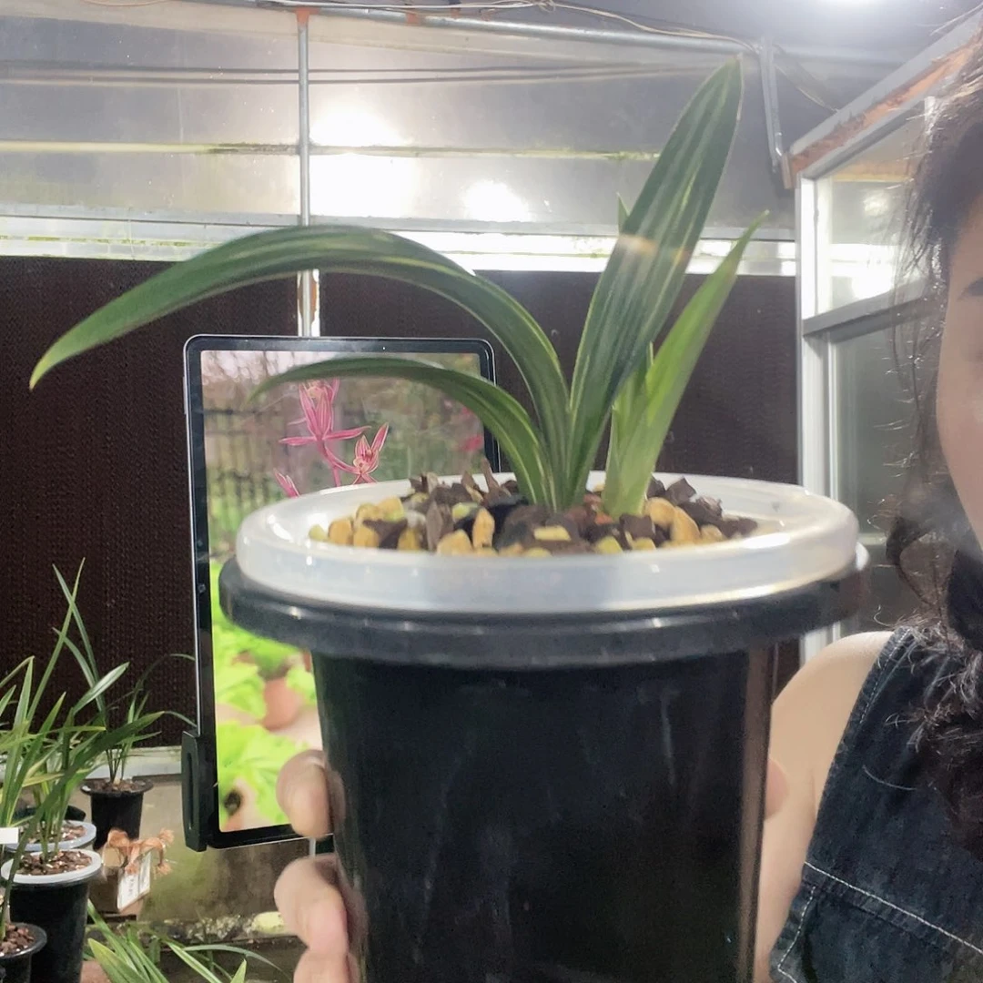 当前无花栽培后可以开花