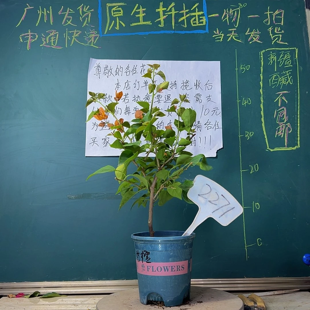 当前无花栽培后可以开花柠檬橙2271