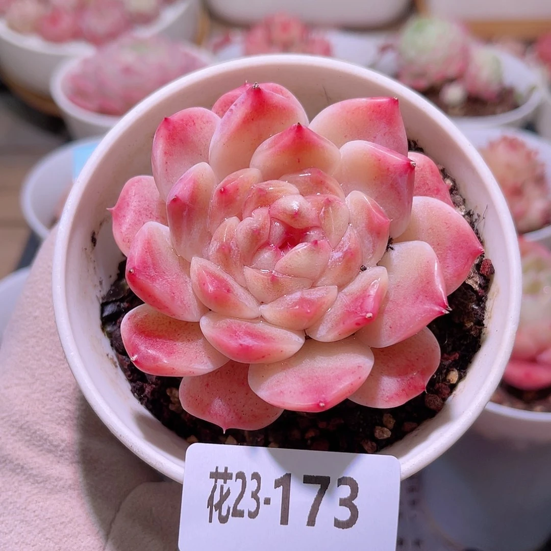 花利美23-173秘境冰魄