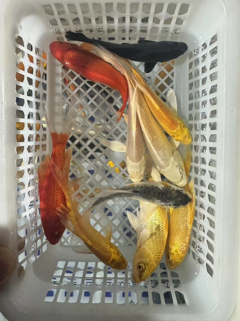 锦鲤随机冷水观赏鱼一条包邮