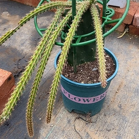 @****仙人掌鼠尾令箭一棵