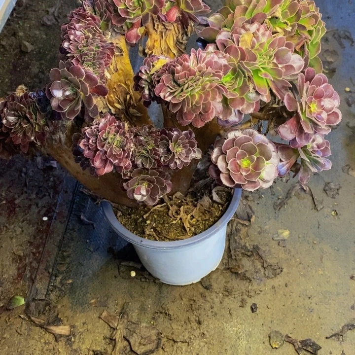 荷兰玫瑰多肉断头不包0344