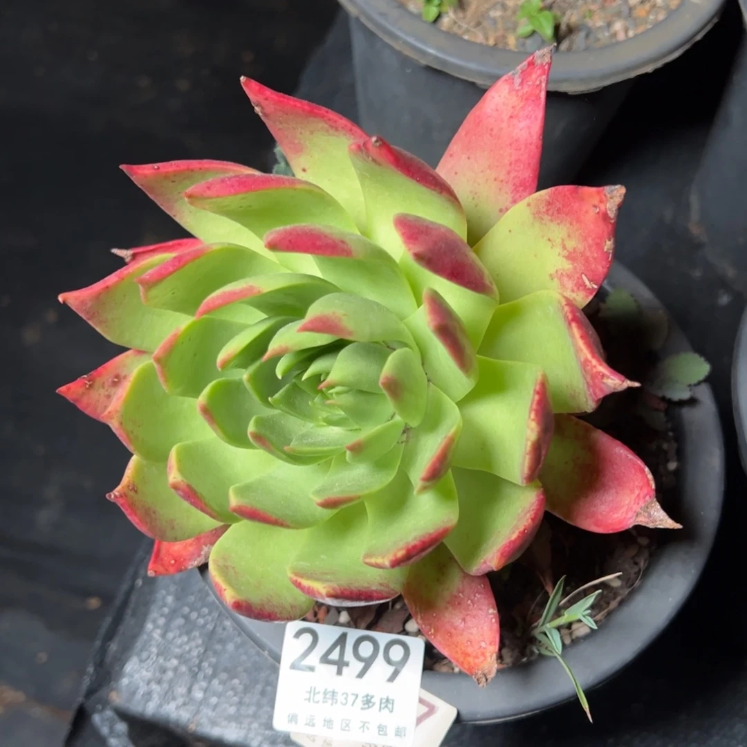 2499哈哈哈哈哈多肉
