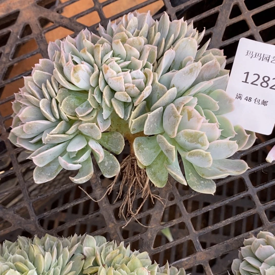 安娜玫瑰缀化多肉多肉282
