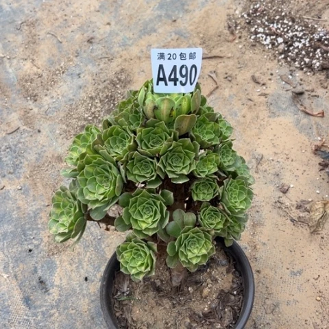 490琉璃翡翠不包断枝