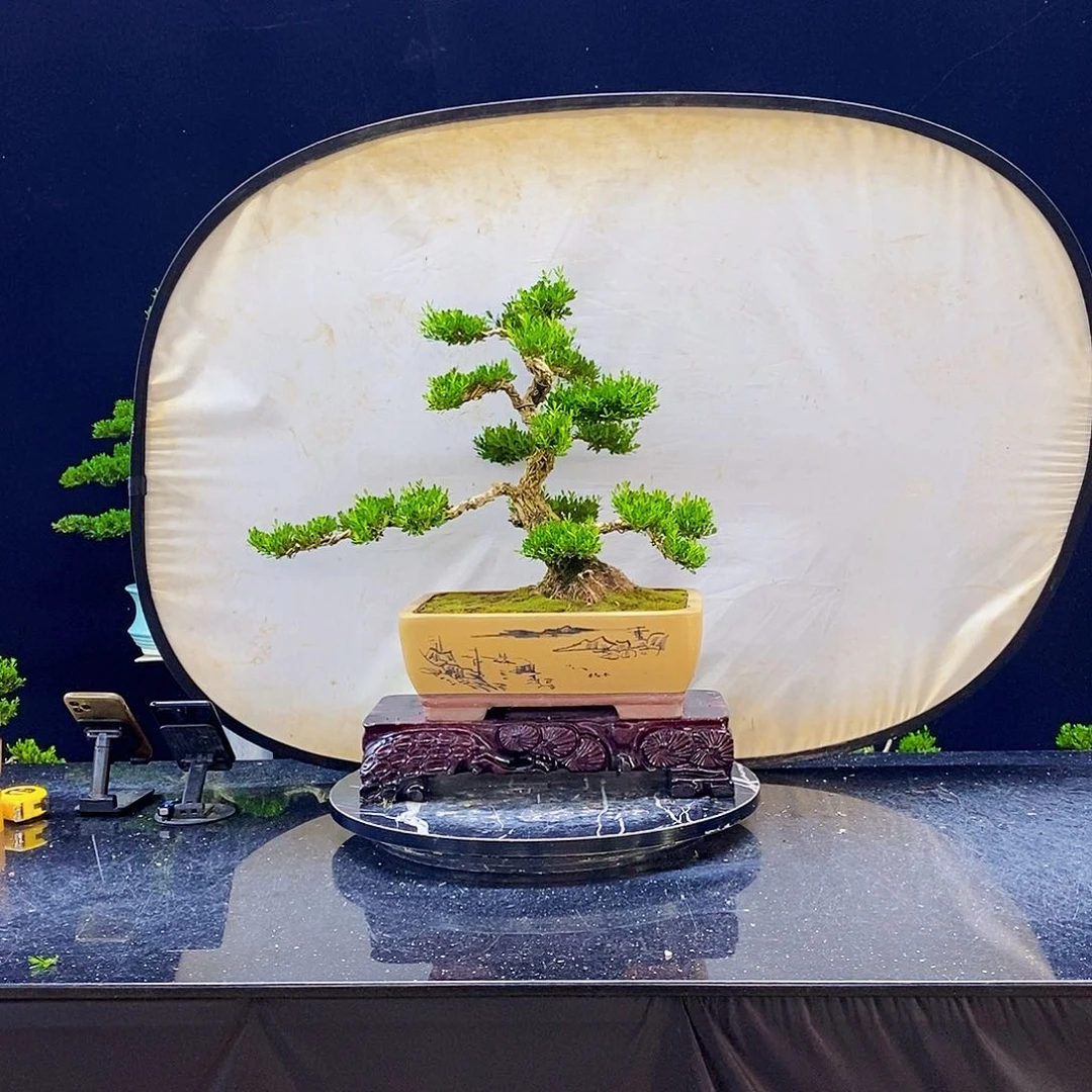 无花朵黄杨盆景造型