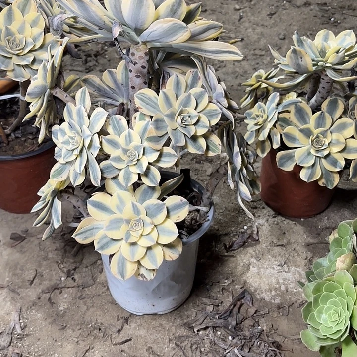 阿***连多肉植物法师灿烂27