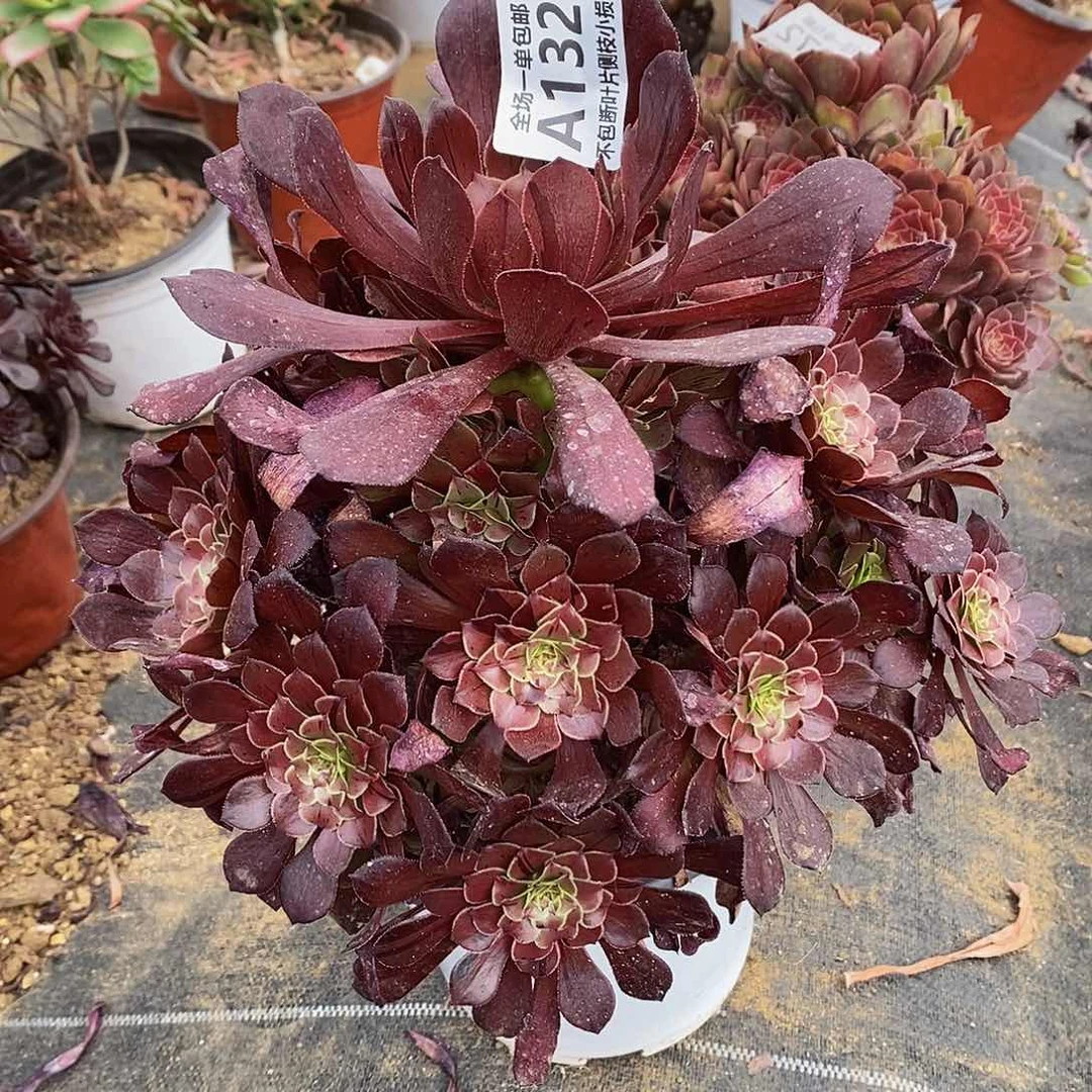 132墨铜拉丝花脸多肉