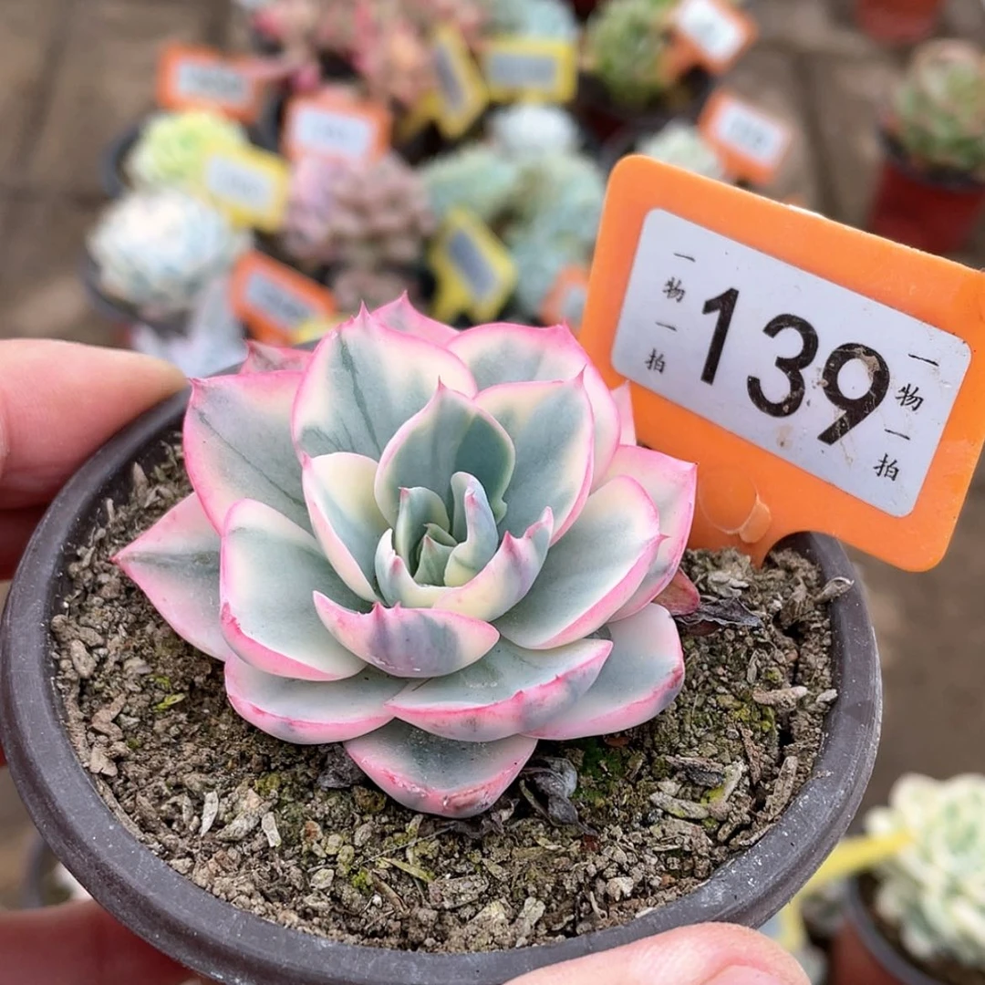 【闪购商品】之*啊139号