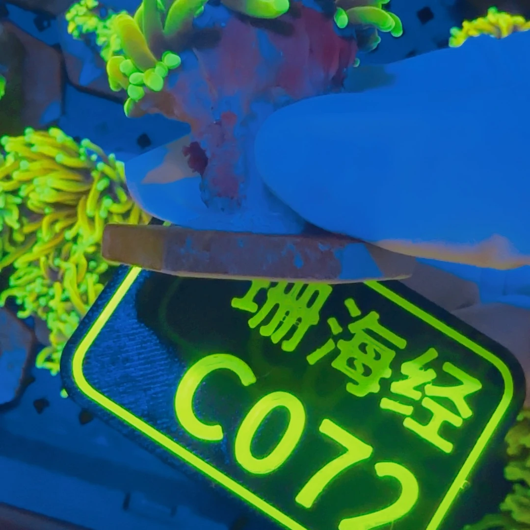 你***的纽扣珊瑚晓晓不包邮露骨马斯特霓虹金C072