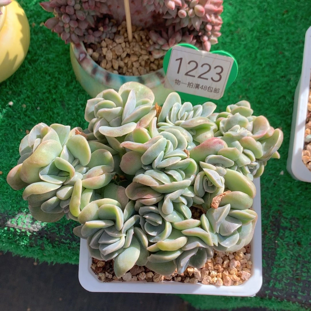 可爱玫瑰朵朵树开播福利1223