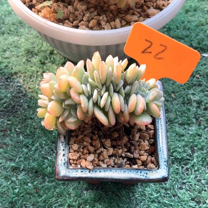 小凤树22号码牌子的话