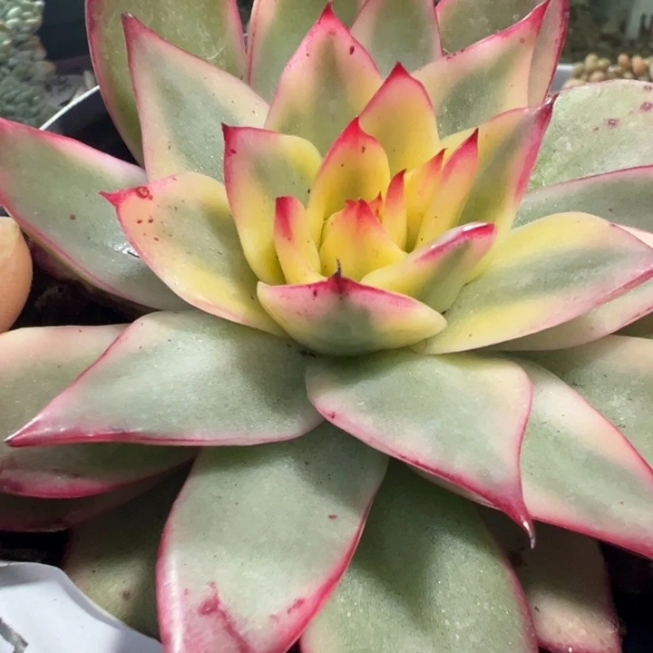 吉赛尔黄锦多肉植物570