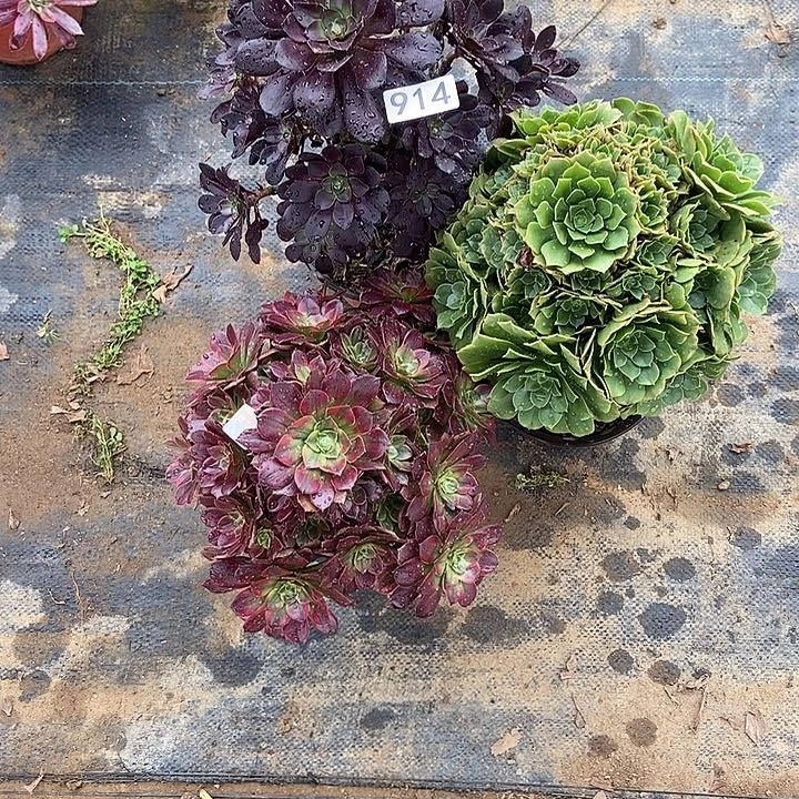 用****天三科特价不包断914多肉裸根